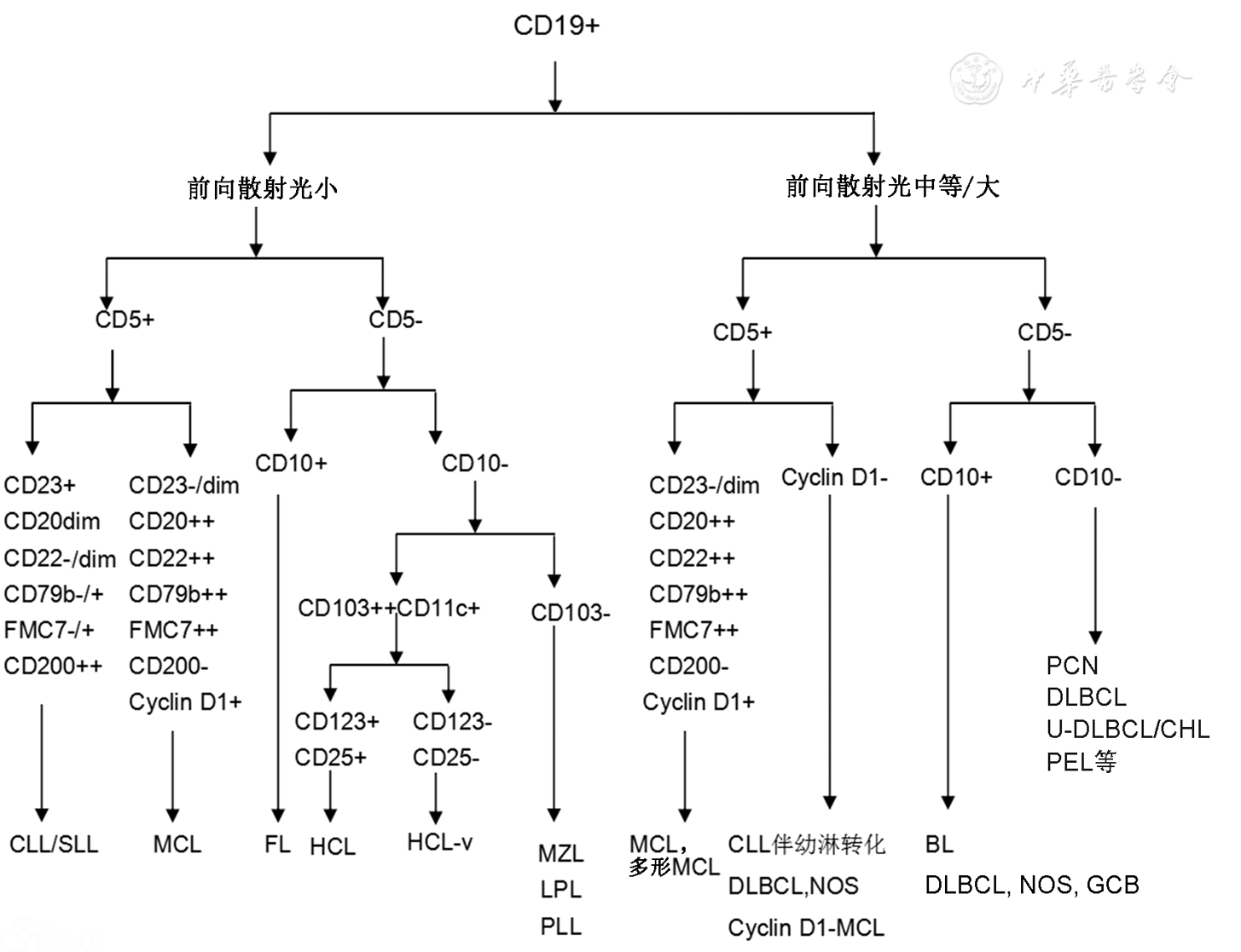 图1成熟b细胞淋巴瘤的典型免疫表型鉴别诊断流程图