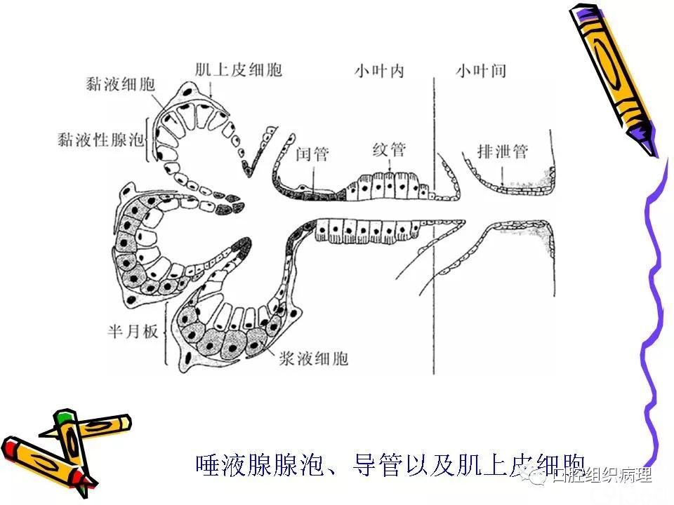 唾液腺肿瘤总论及复习