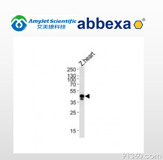 abbexa efnb2a抗体.png