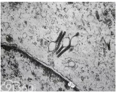 巨噬细胞与树突细胞形态学