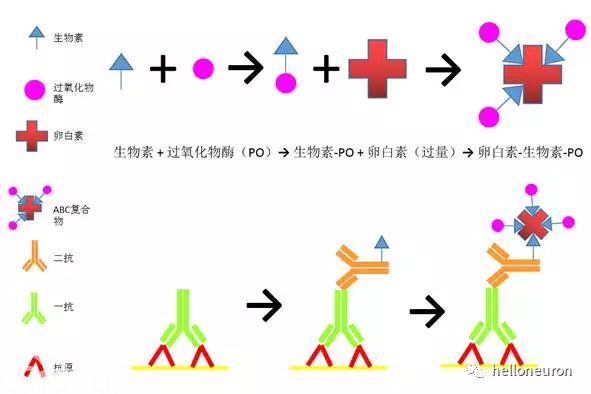 拨开迷雾现真身之免疫组化