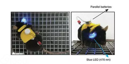 Nature子刊:瞄准肿瘤 用光亮指引T细胞去战斗!