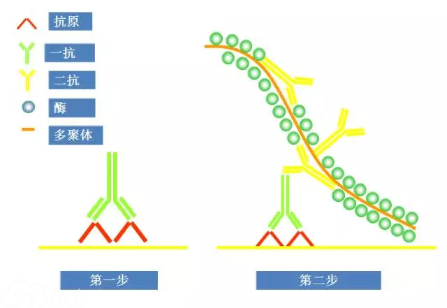 免疫组织化学染色