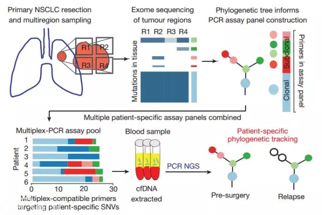 【Nature】TRACERx研究揭秘ctDNA系统进化：早期肺癌如何演变？