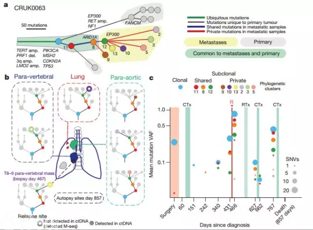 【Nature】TRACERx研究揭秘ctDNA系统进化：早期肺癌如何演变？