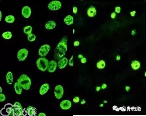 免疫荧光双标实验操作方法与注意事项