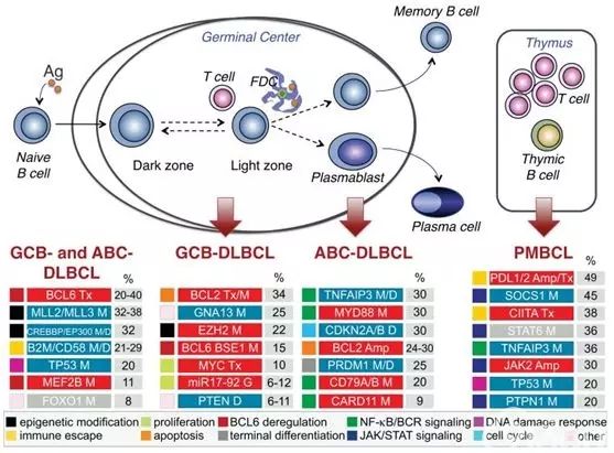 图文解析弥漫大B细胞淋巴瘤(DLBCL)