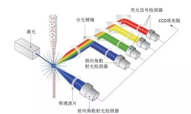 一图读懂流式细胞仪