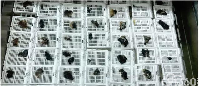 病理切片诞生过程