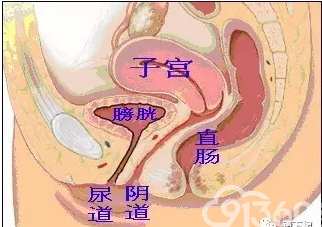 子宫阴道与前后器官的相邻关系