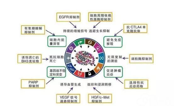 【综述】肿瘤发病机制:从肿瘤微环境到肠道微生物(上)