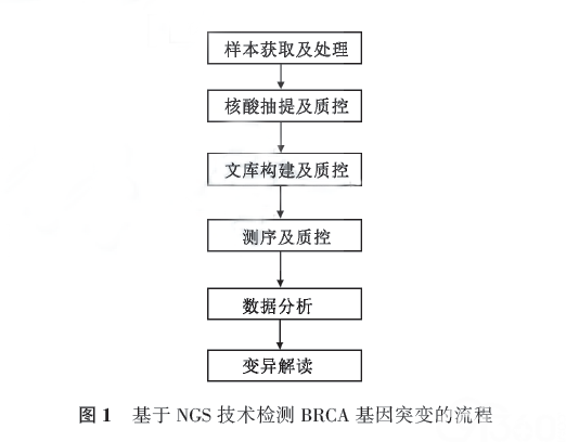 基于NGS 检测BRCA 基因突变的流程