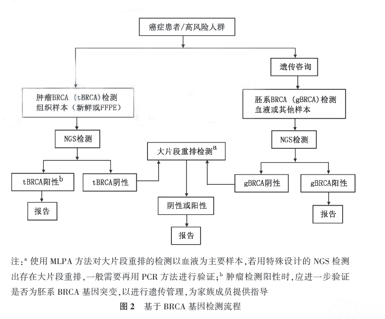 基于BRCA 基因检测流程