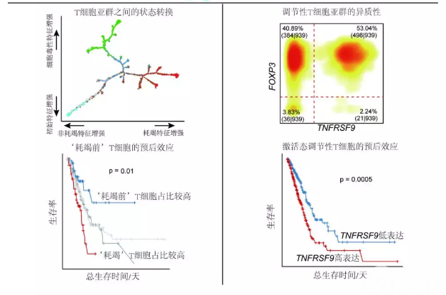 Nature Medicine:张泽民研究组与合作者发表单细胞水平的肺癌 T 淋巴细胞免疫图谱