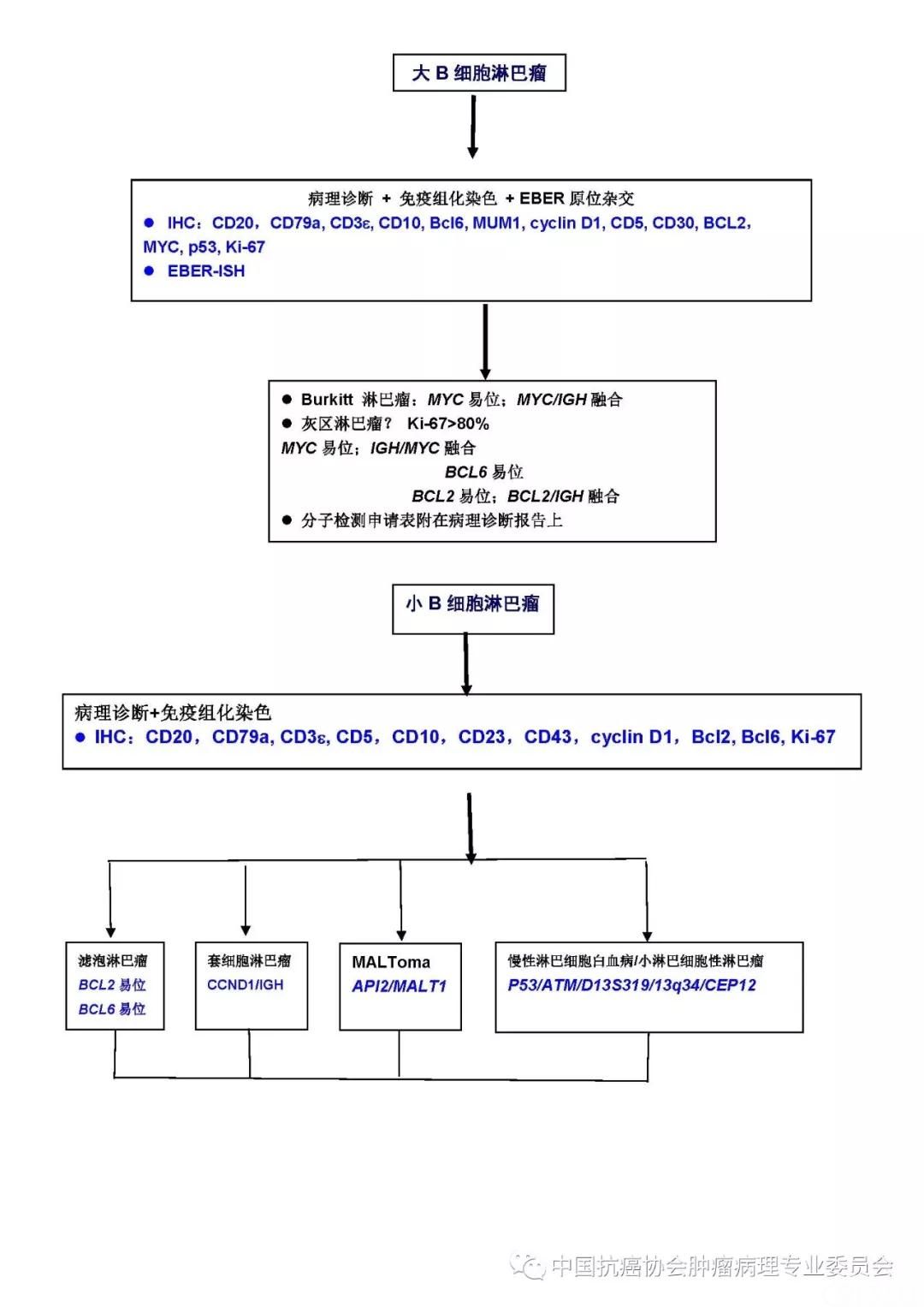 B细胞淋巴瘤病理诊断流程