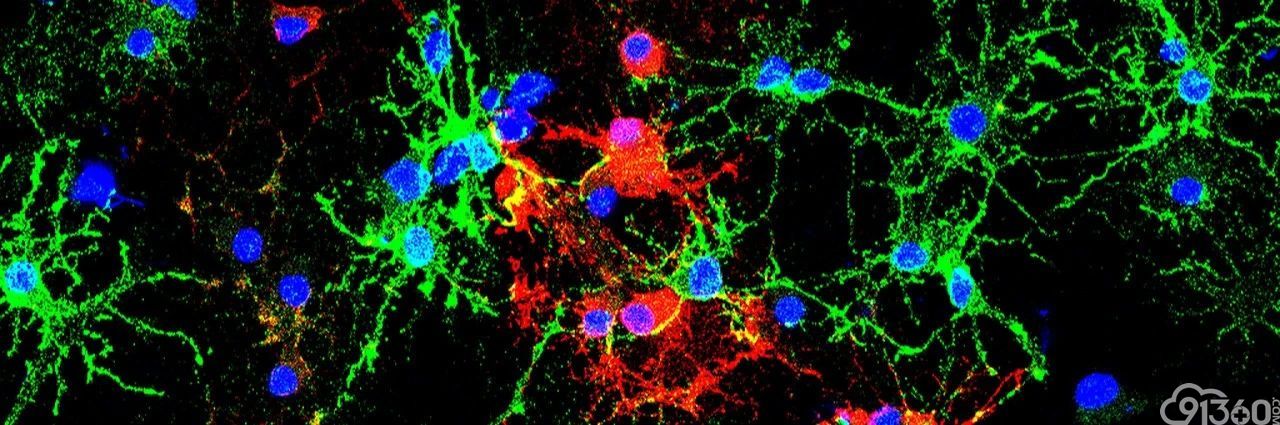 《自然》：科学家首次证实，肿瘤中存在大量与癌症不相关的“吃瓜”杀伤性T细胞，难怪有些患者对免疫治疗没反应 