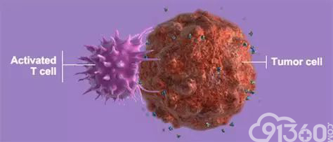 对免疫治疗没有反应？可能是肿瘤中存在着大量“旁观者”杀伤性T细胞