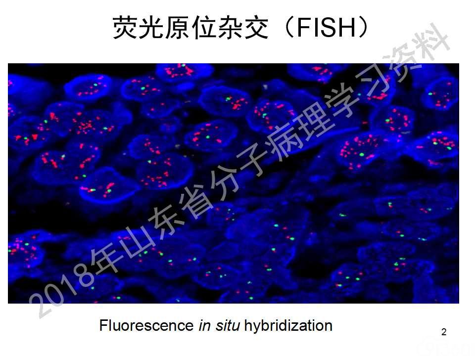 FISH原理及操作判读