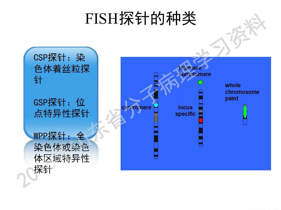 FISH原理及操作判读