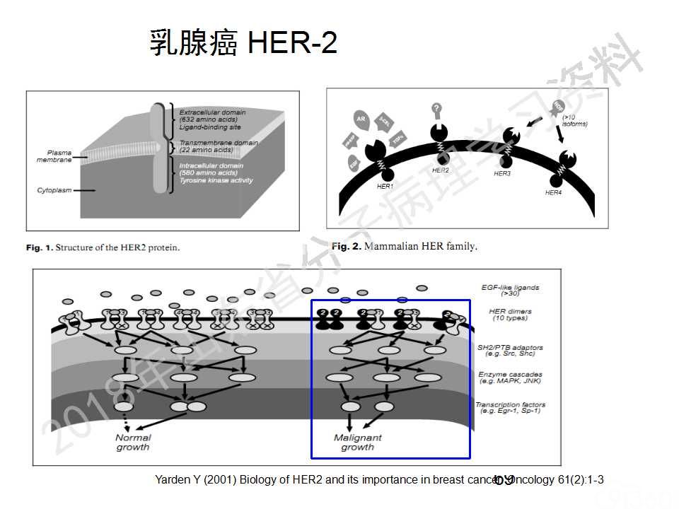 FISH原理及操作判读